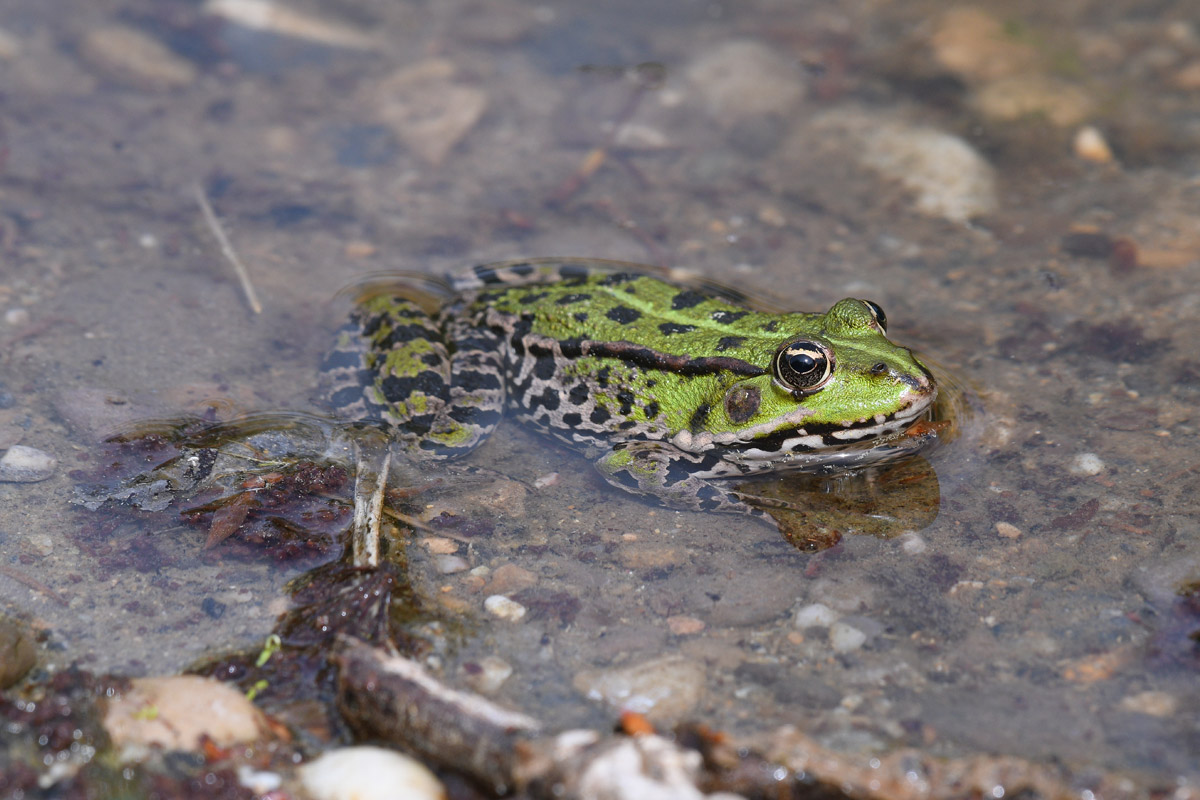 Amphibien im Galina Wald, Vorarlberg