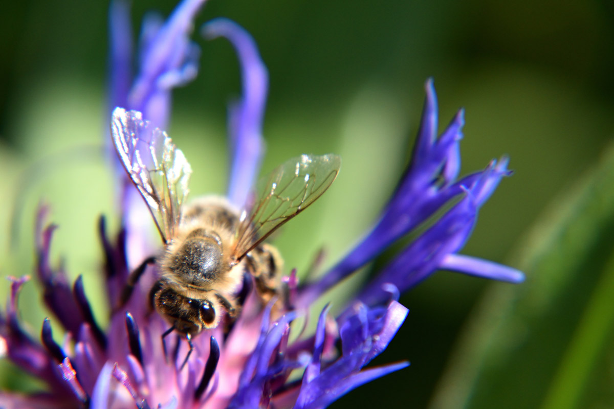 Bienen und Wildbienen im Galina Wald, Vorarlberg
