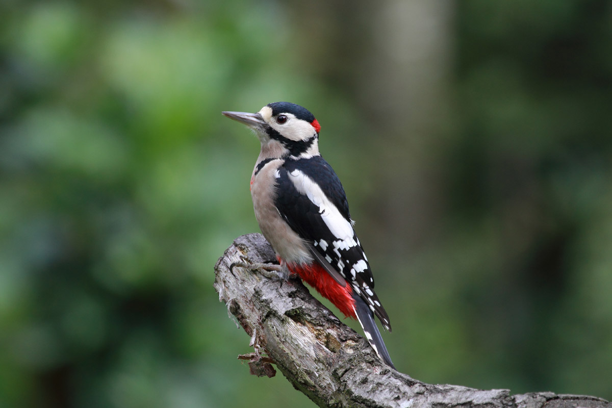 Vögel im Galina Wald, Vorarlberg