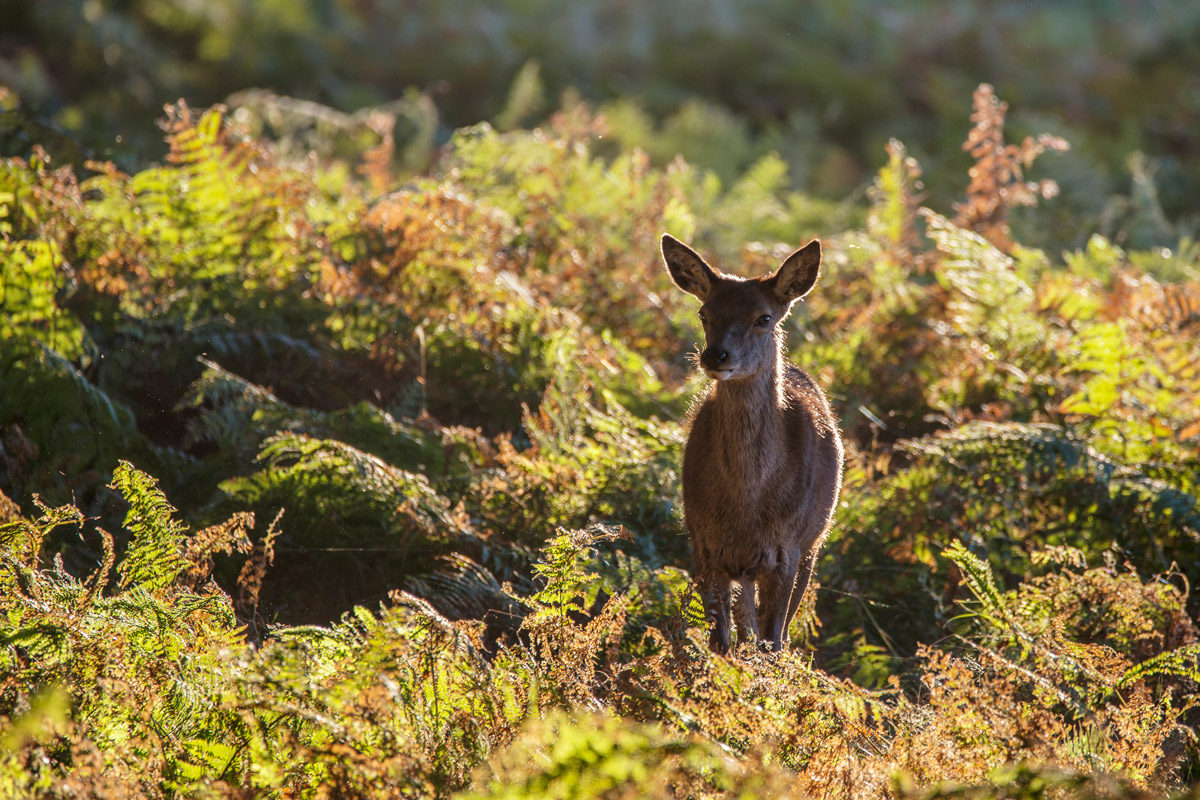 Wildtiere, Schalenwild im Galina Wald, Vorarlberg